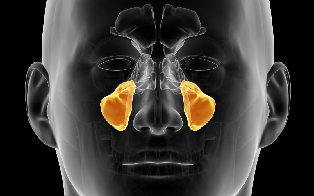 Seno Mascellare: La Cavità che Protegge e Rende Efficiente la Tua Respirazione