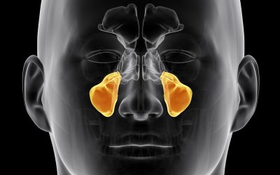 Seno Mascellare: La Cavità che Protegge e Rende Efficiente la Tua Respirazione